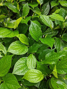 betel leaf plant