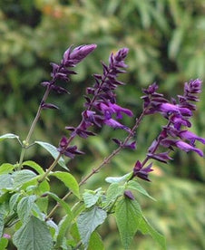 Salvia 'Black Knight'