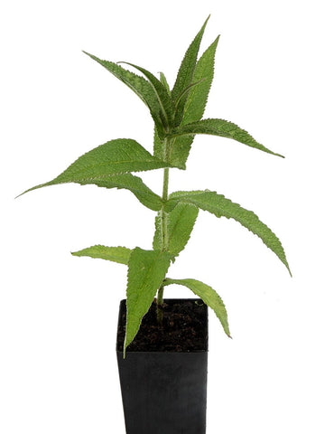 Boneset