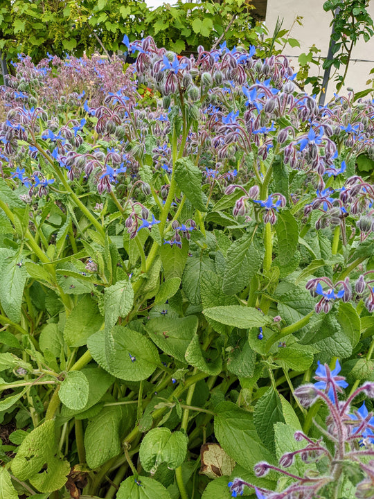 Breathtaking Borage Plants For Sale Background for Your Screen Breathtaking Borage Plants For Sale Background for Your Screen