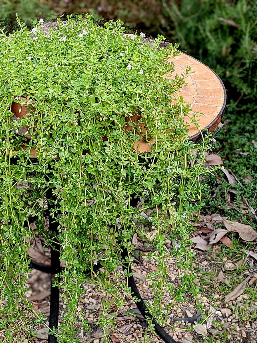 Brahmi (Bacopa monnieri Plant) Organic Seedlings – Mudbrick Herb Cottage
