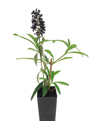 Buddleja 'Black Knight'