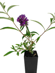 Buddleja 'Nanho Blue'