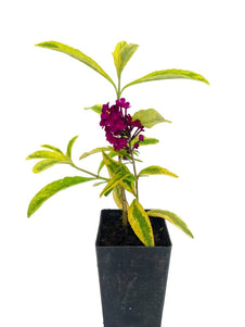 Buddleja 'Santana'