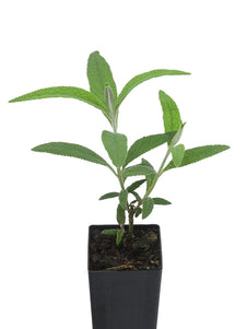 Buddleja globosa