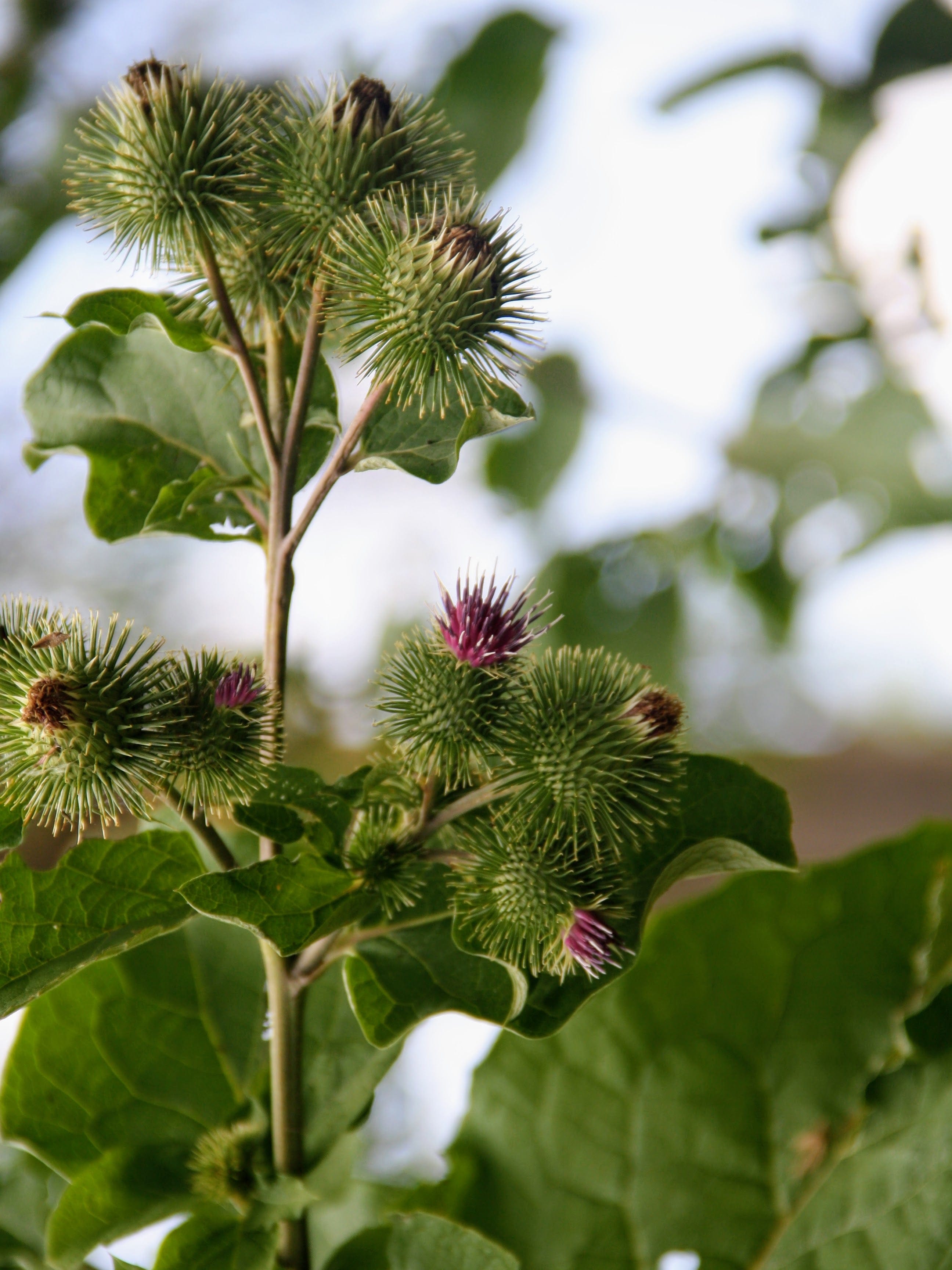 Organic Burdock | Arctium lappa Plant - Mudbrick Herb Cottage