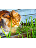 cat grass plant
