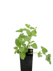 Catmint - Six Hills Giant Catmint