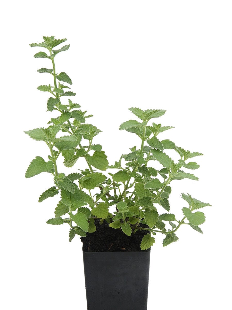 Organic Catmint Walker's Blue Nepeta x faassenii 'Walkers Blue' Plant