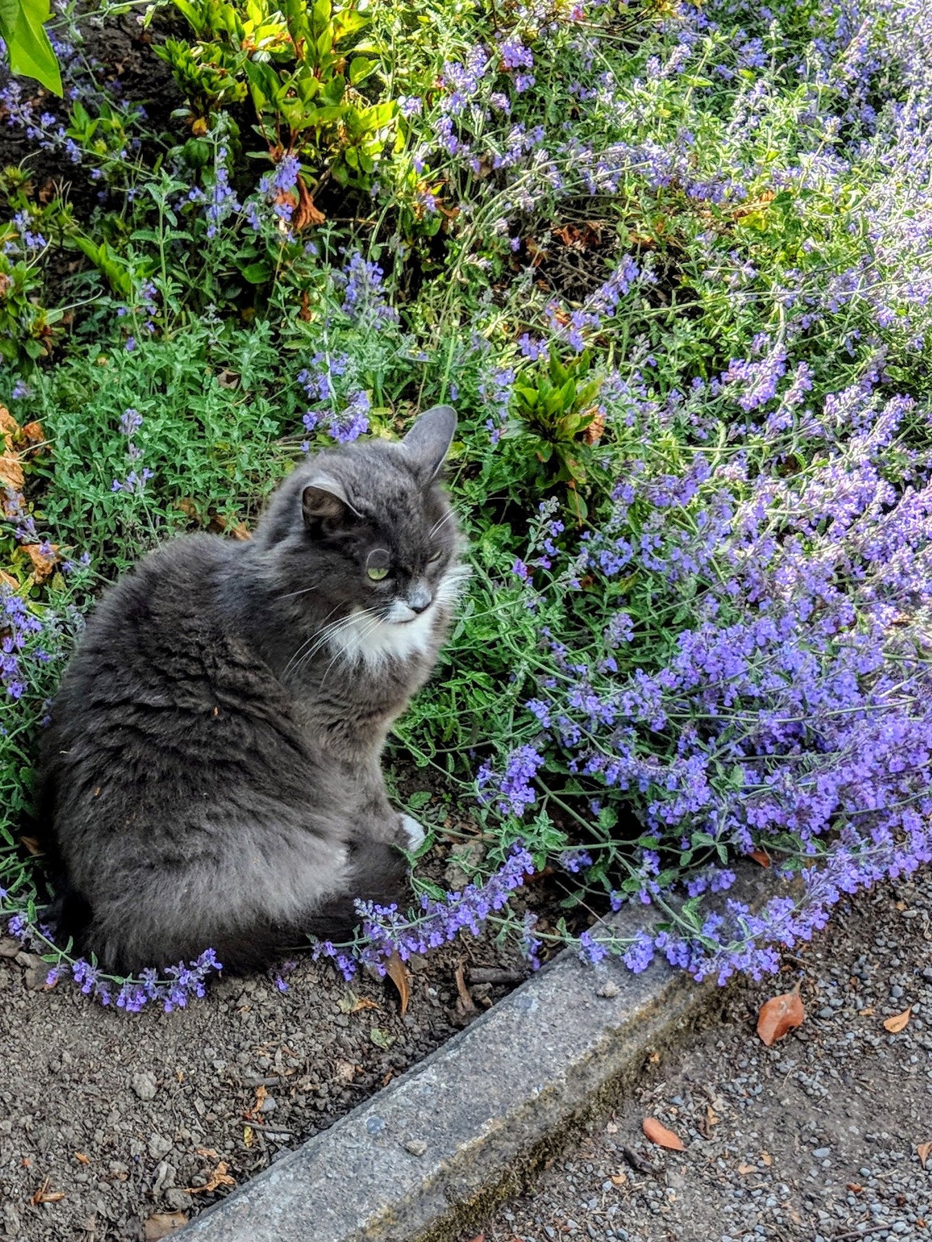 Organic Catmint Walker's Blue Nepeta x faassenii 'Walkers Blue' Plant