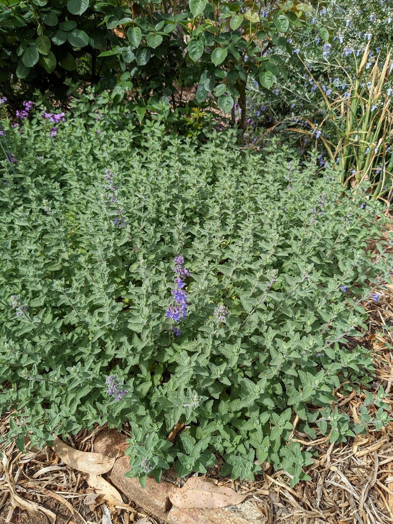 Organic Catmint Walker's Blue Nepeta x faassenii 'Walkers Blue' Plant