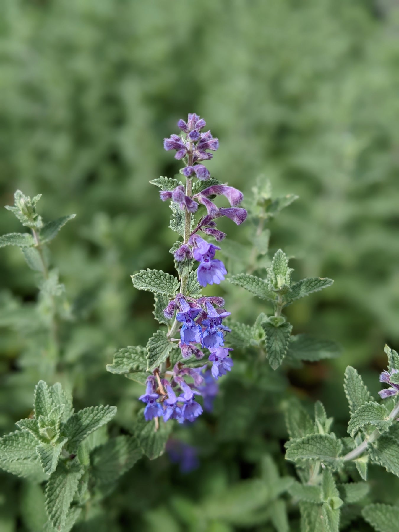 Organic Catmint Walker's Blue Nepeta x faassenii 'Walkers Blue' Plant
