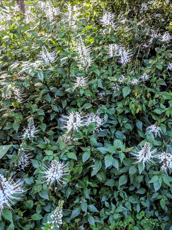 Organic Cats Whiskers Plant (Orthosiphon aristatus) – Mudbrick Herb Cottage