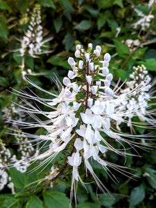 Cats Whiskers flower