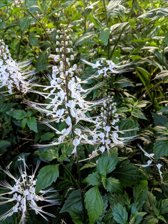 Organic Cats Whiskers Plant (Orthosiphon aristatus) Mudbrick Herb Cottage