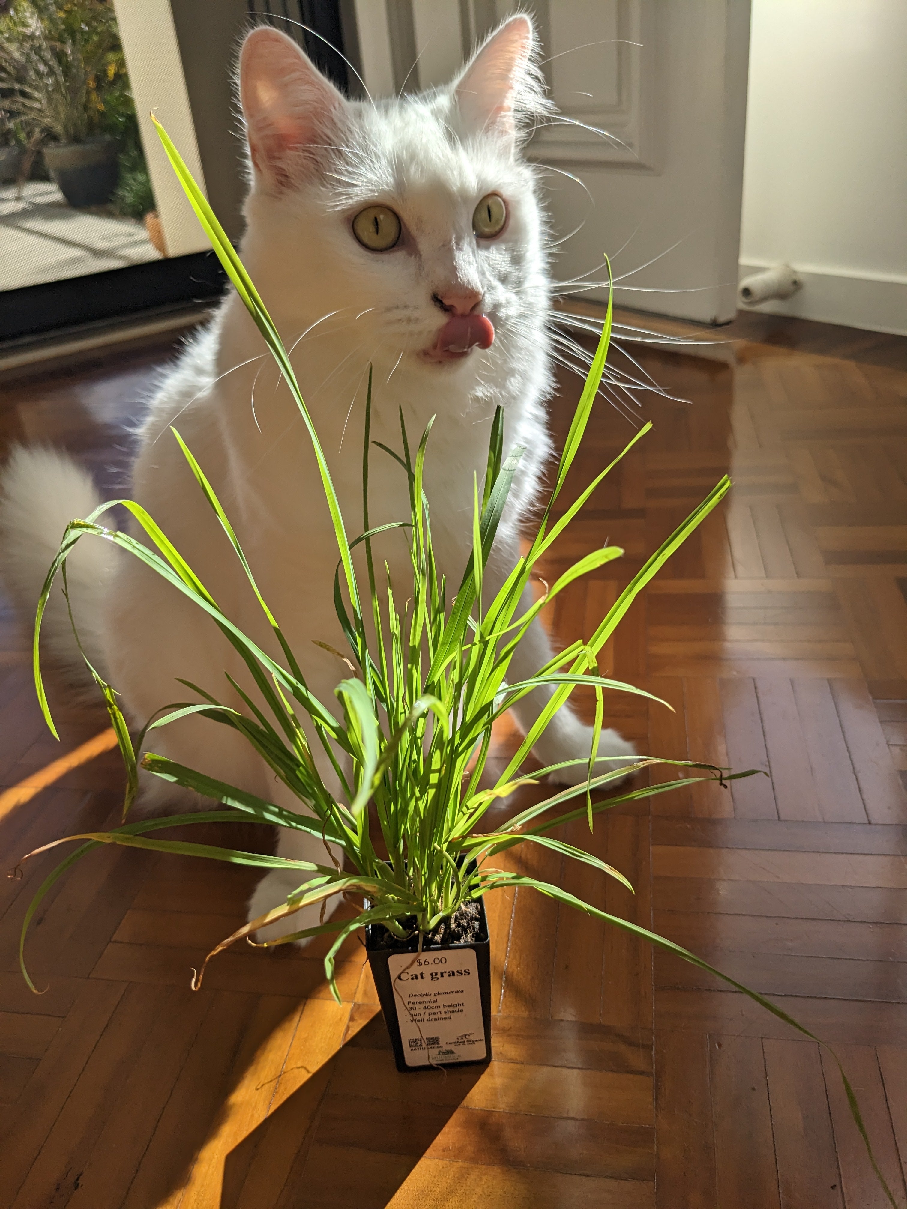 Organic Cat Grass Plants | Fast Delivery