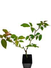 Rose 'Cécile Brünner'