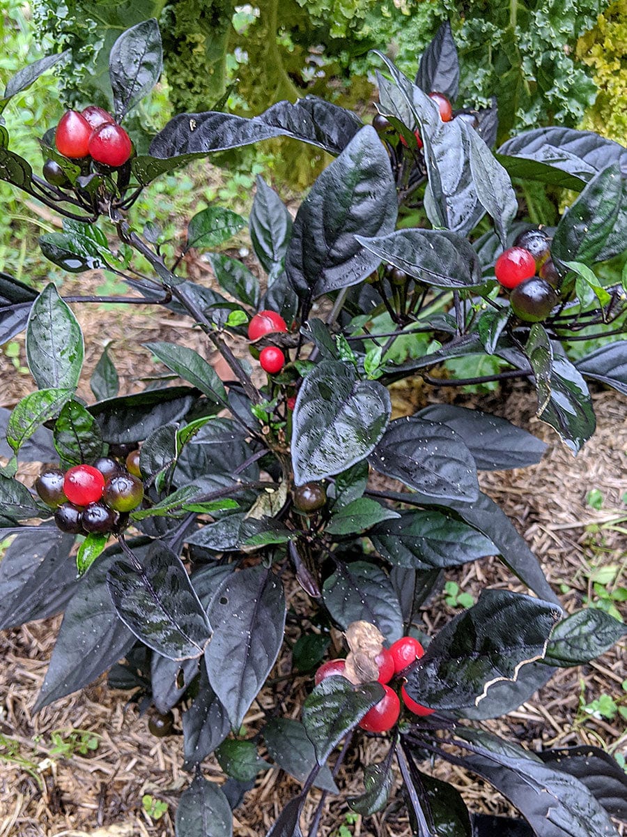 Organic Chilli Black Plant