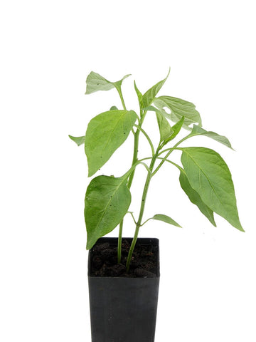 Chilli Jalapeno