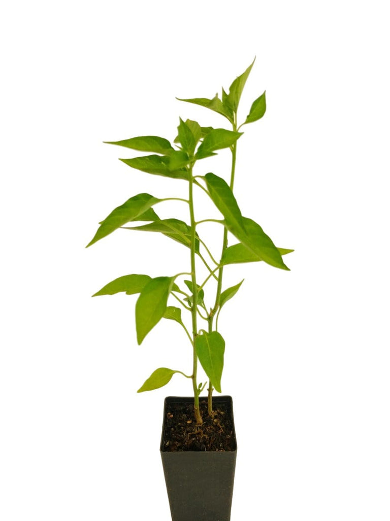 potted chilli plants for sale Chilli Thai | Buy Chilli Thai Plant