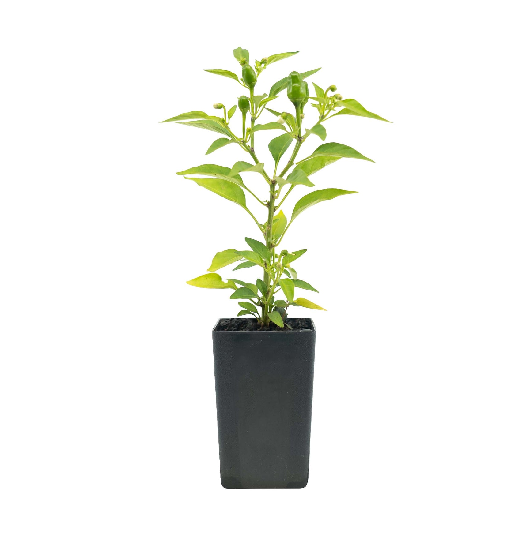 Organic Chilli Firecracker Plant - Mudbrick Herb Cottage
