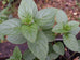 chocolate mint plant