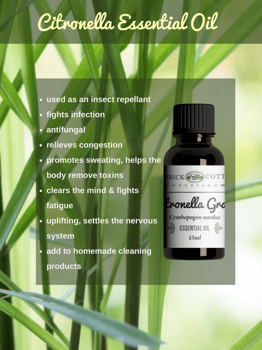 citronella plant benefits Buy Citronella Essential Oil Online