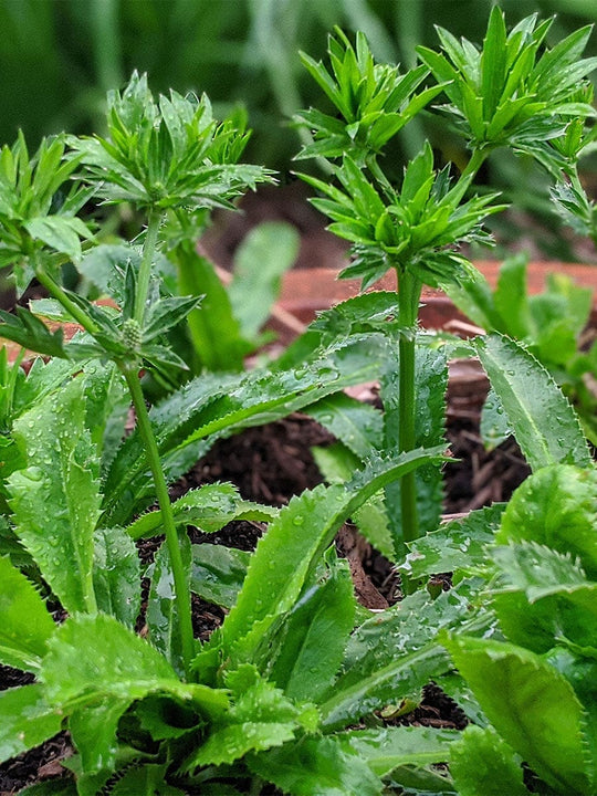 Organic Coriander Perennial (Sawtooth/Mexican) Eryngium foetidum
