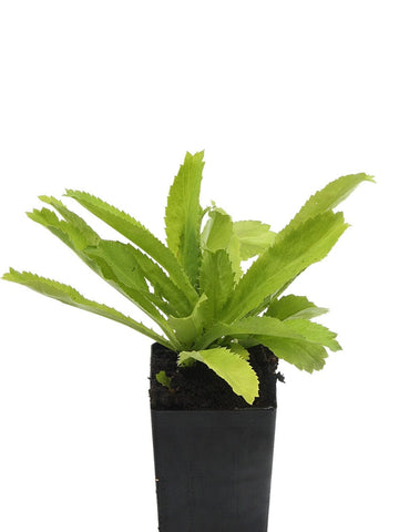 Coriander Perennial