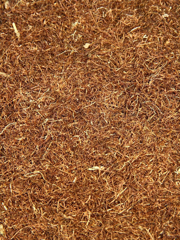 Cornsilk