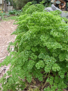 Parsley - Curled Parsley