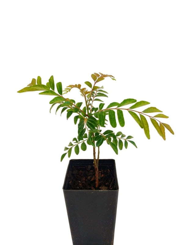Organic Curry Leaf Tree | Murraya koenigii Plant