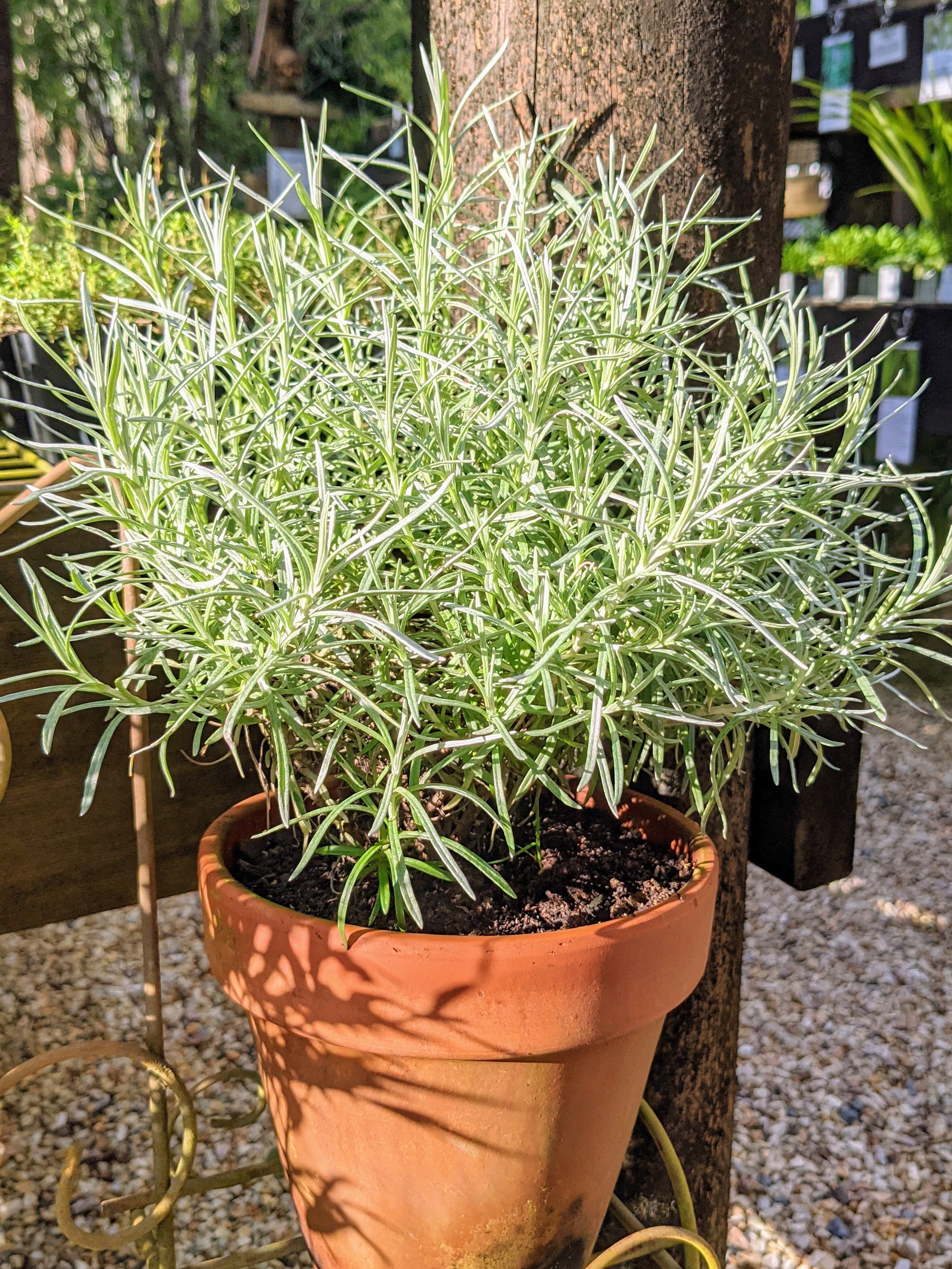 Organic Curry Plant | Helichrysum italicum Plant