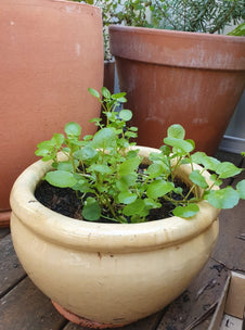 Watercress plant in terracotta pot