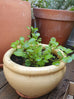 Watercress plant in terracotta pot