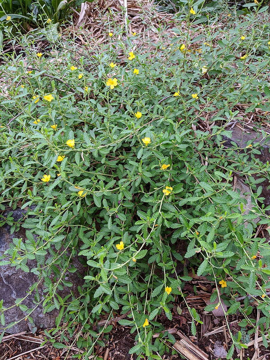 Organic Damiana (Turnera diffusa) Herb Plant Seedlings – Mudbrick Herb  Cottage