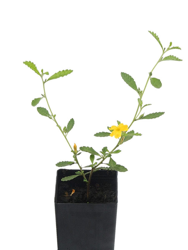 Organic Damiana (Turnera diffusa) Herb Plant Seedlings – Mudbrick Herb  Cottage