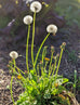 dandelion plant