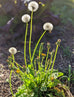 dandelion plant