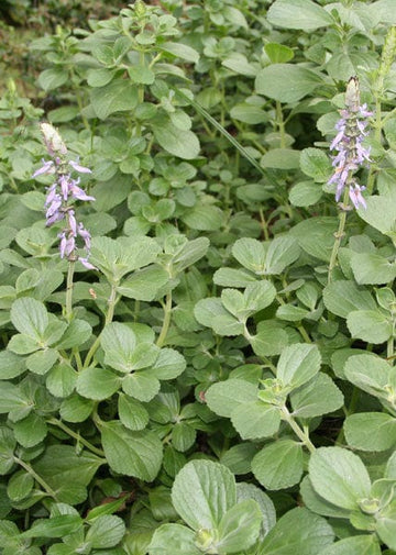 dogbane succulent Organic Dogbane | Coleus canina Plant