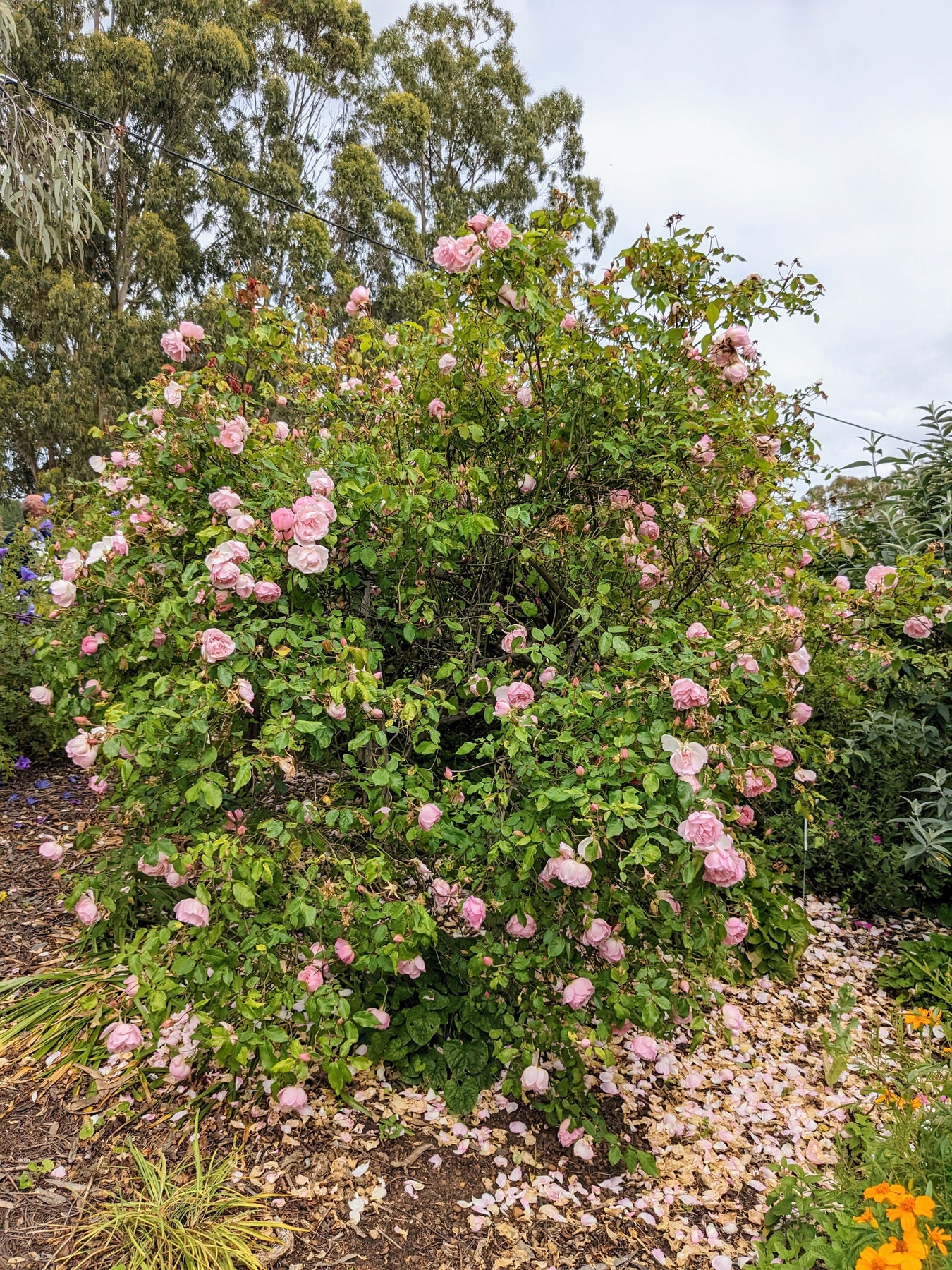 Organic Rose Duchess de Brabant Plant Mudbrick Herb Cottage