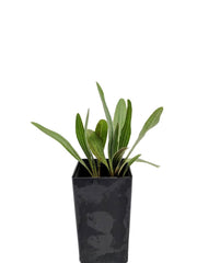 Echinacea Narrow Coneflower (Angustifolia)