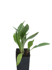 Echinacea Pale Coneflower (Pallida)