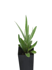 Echinacea Yellow Coneflower (Paradoxa)