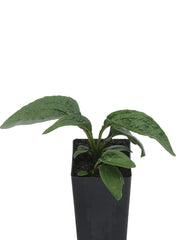 Echinacea purpurea 'White Swan'