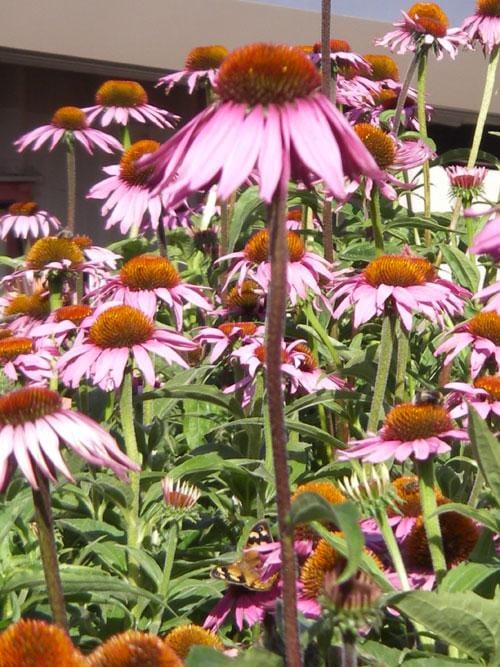 Organic Echinacea Angustifolia Plant Mudbrick Herb Cottage
