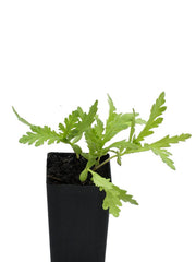 Garland Chrysanthemum