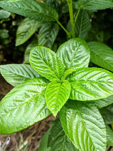 Egyptian Spinach