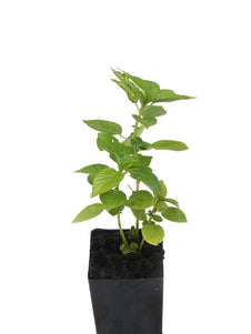 Egyptian Spinach