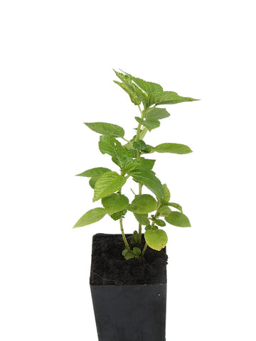 Egyptian Spinach